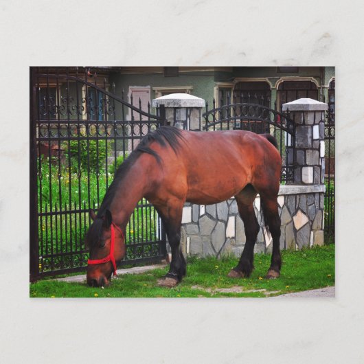 馬 ポストカード (正面)