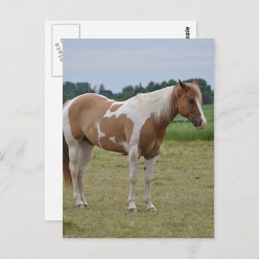 馬 ポストカード (正面/裏面)