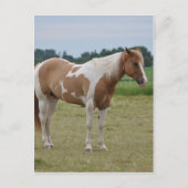 馬 ポストカード (正面)