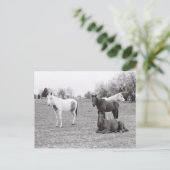 馬 ポストカード (スタンド正面)