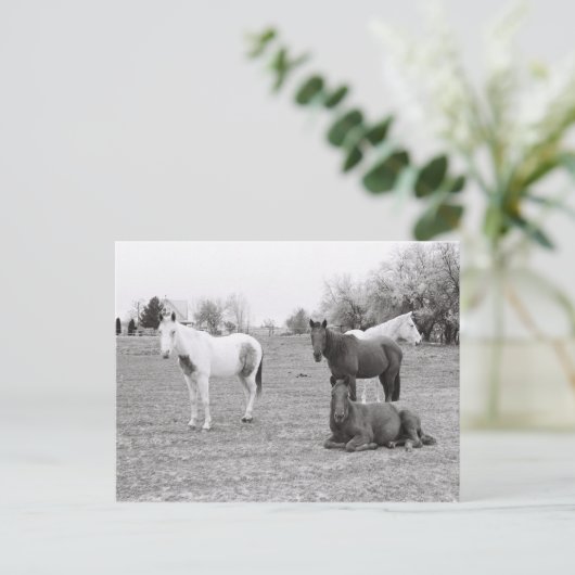 馬 ポストカード (スタンド正面)