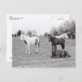 馬 ポストカード (正面/裏面)