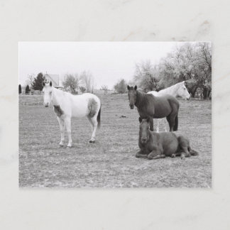 馬 ポストカード