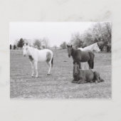 馬 ポストカード (正面)