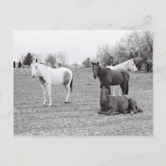 馬 ポストカード (正面)