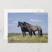 馬 ポストカード (正面/裏面)