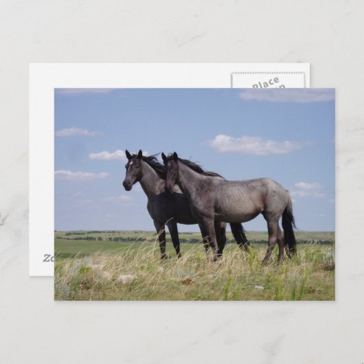 馬 ポストカード (正面/裏面)