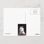 馬 ポストカード (裏面)