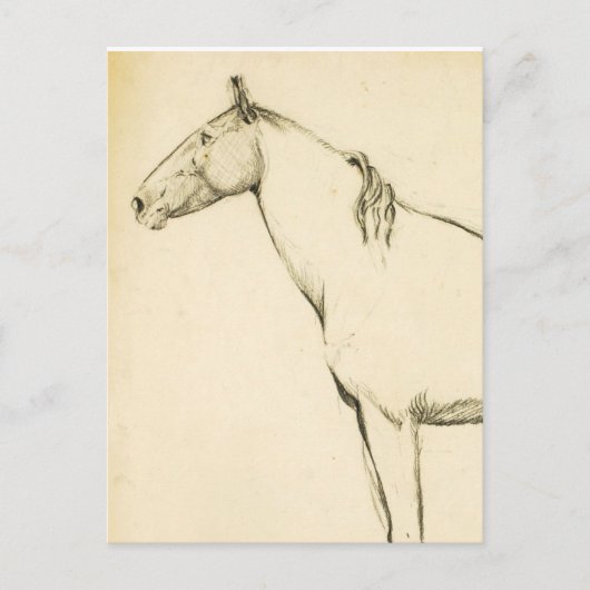 馬 ポストカード (正面)