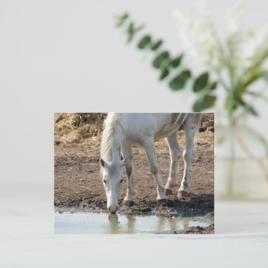 馬 ポストカード (スタンド正面)