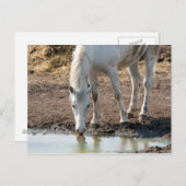 馬 ポストカード (正面/裏面)