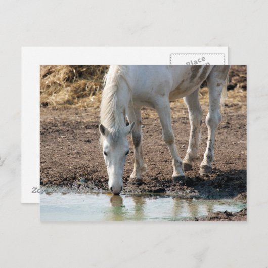 馬 ポストカード (正面/裏面)