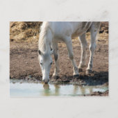 馬 ポストカード (正面)