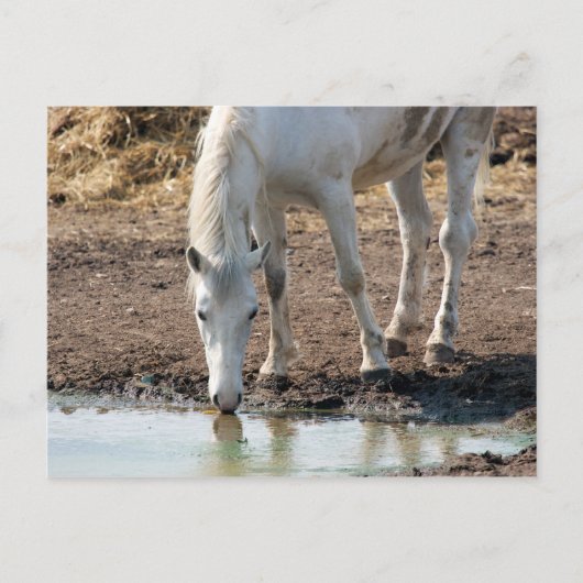 馬 ポストカード (正面)