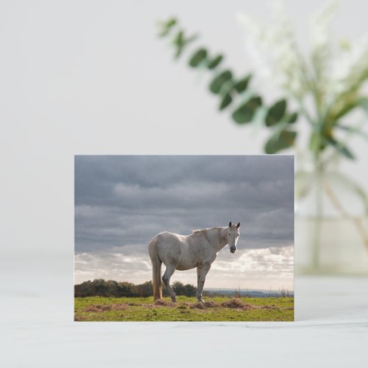 馬 ポストカード (スタンド正面)