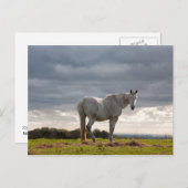 馬 ポストカード (正面/裏面)