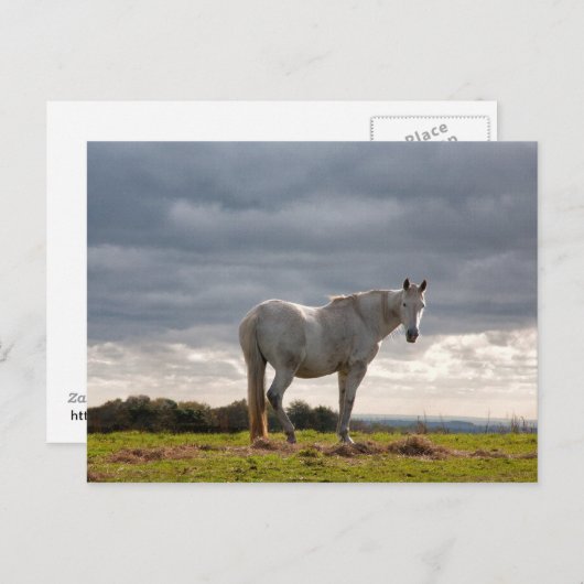 馬 ポストカード (正面/裏面)