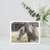 馬 ポストカード (スタンド正面)