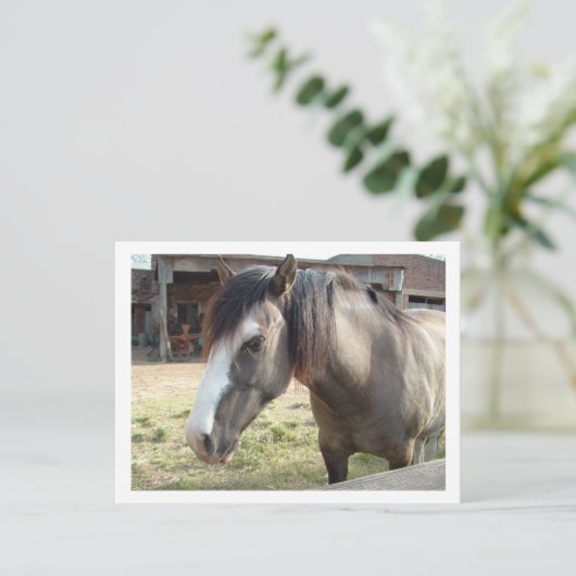 馬 ポストカード (スタンド正面)