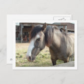 馬 ポストカード (正面/裏面)