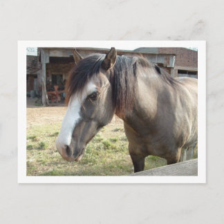 馬 ポストカード