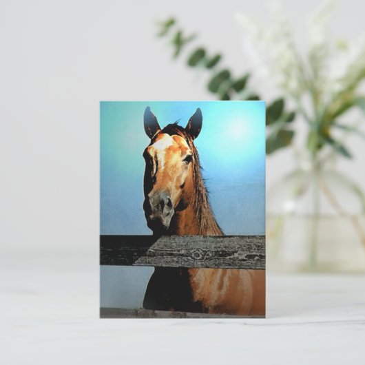 馬 ポストカード (スタンド正面)