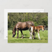 馬 ポストカード (正面/裏面)
