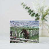 馬 ポストカード (スタンド正面)