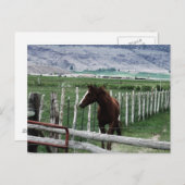 馬 ポストカード (正面/裏面)