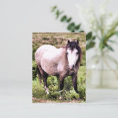 馬 ポストカード (スタンド正面)