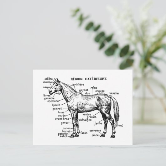 馬 ポストカード (スタンド正面)