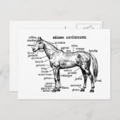 馬 ポストカード (正面/裏面)