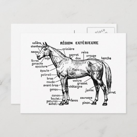 馬 ポストカード (正面/裏面)