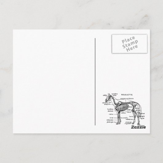 馬 ポストカード (裏面)