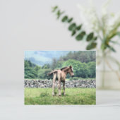 馬 ポストカード (スタンド正面)