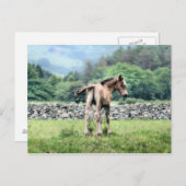 馬 ポストカード (正面/裏面)