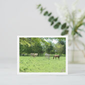馬 ポストカード (スタンド正面)