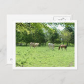 馬 ポストカード (正面/裏面)