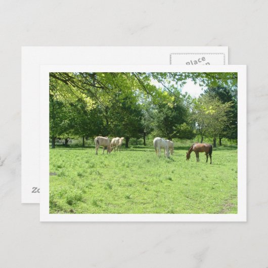 馬 ポストカード (正面/裏面)