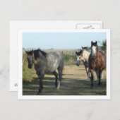 馬 ポストカード (正面/裏面)