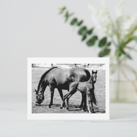 馬 ポストカード (スタンド正面)