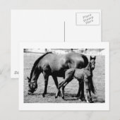 馬 ポストカード (正面/裏面)