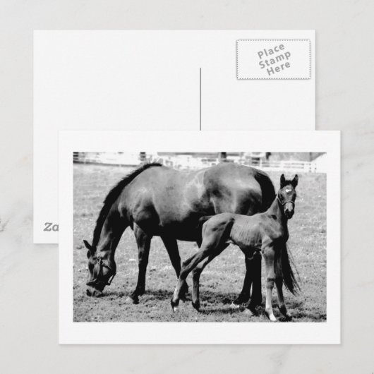 馬 ポストカード (正面/裏面)