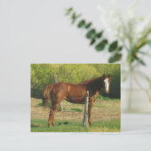馬 ポストカード (スタンド正面)