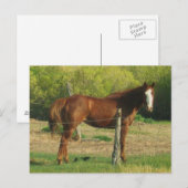 馬 ポストカード (正面/裏面)