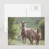 馬 ポストカード (正面/裏面)