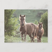 馬 ポストカード (正面)