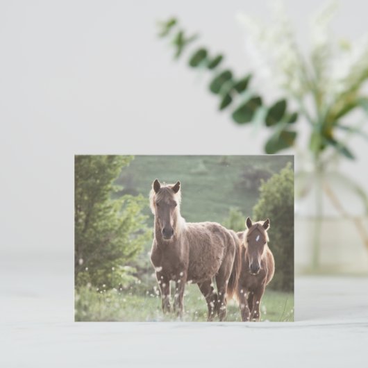 馬 ポストカード (スタンド正面)