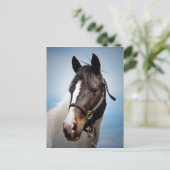 馬 ポストカード (スタンド正面)