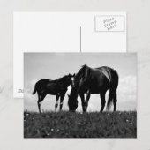 馬 ポストカード (正面/裏面)